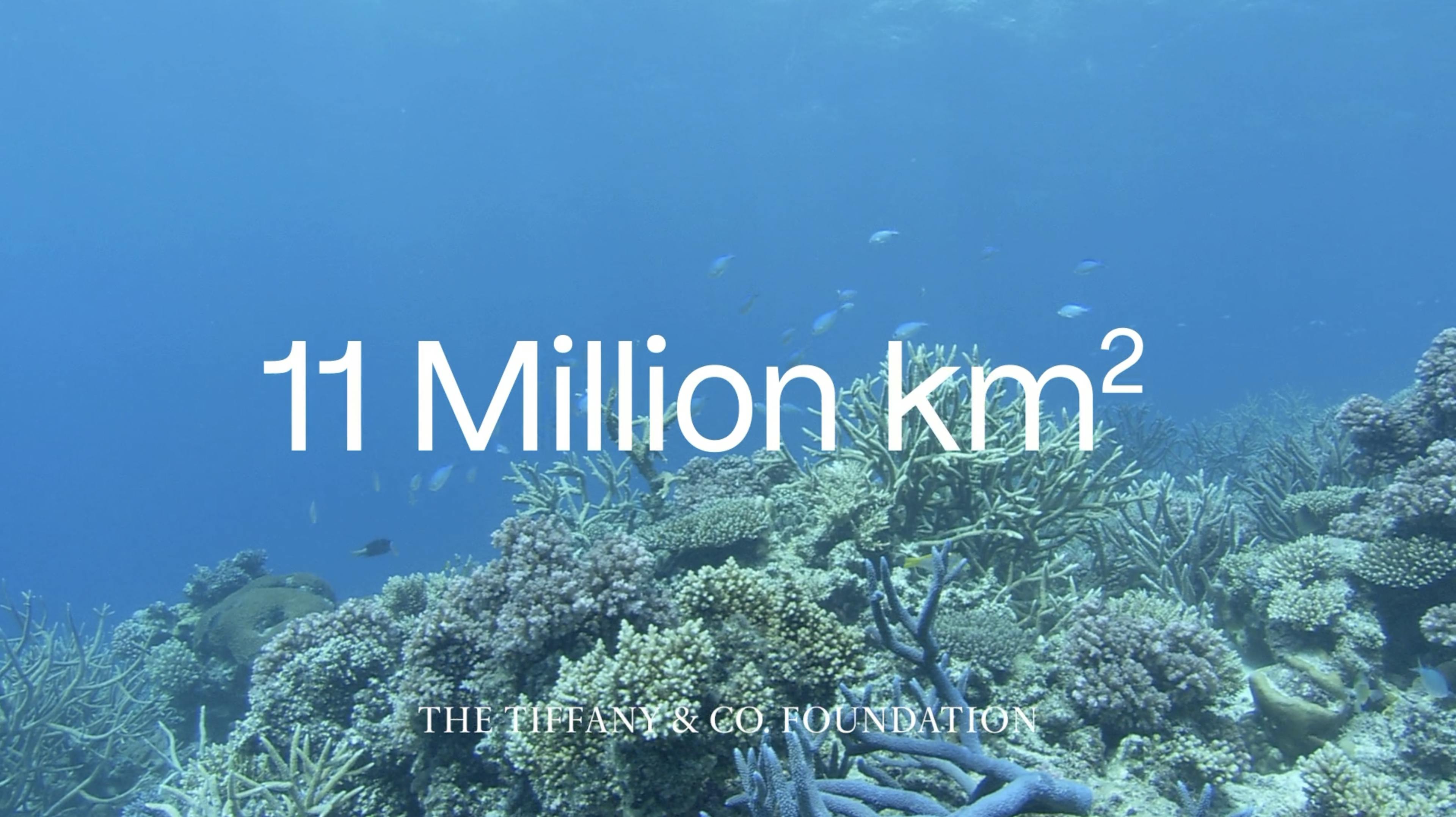 Video - La Tiffany & Co. Foundation franchit le cap des 100 millions de dollars de subvention pour la préservation des paysages marins et terrestres