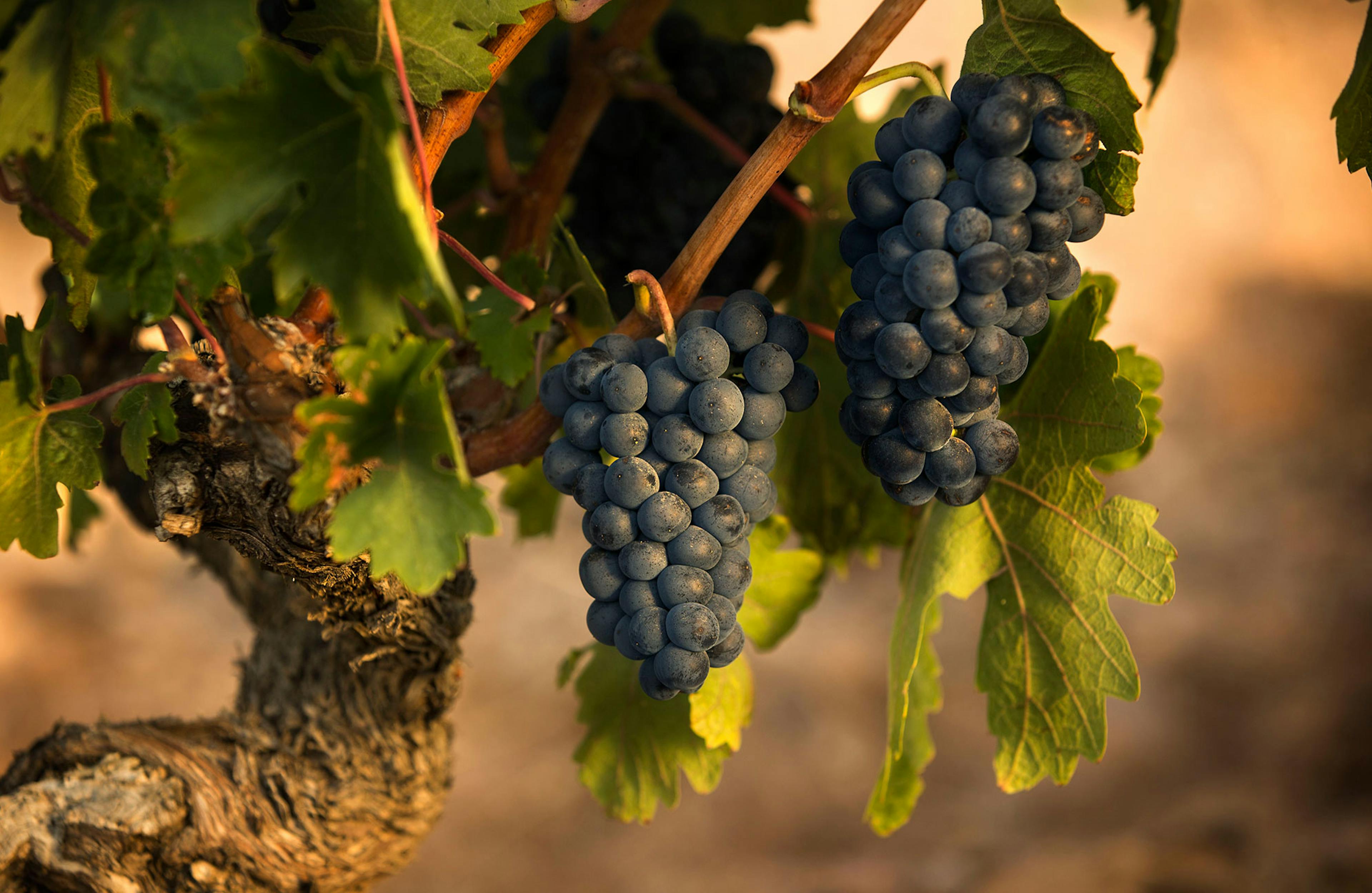 Bunch of grapes from Numanthia estate.