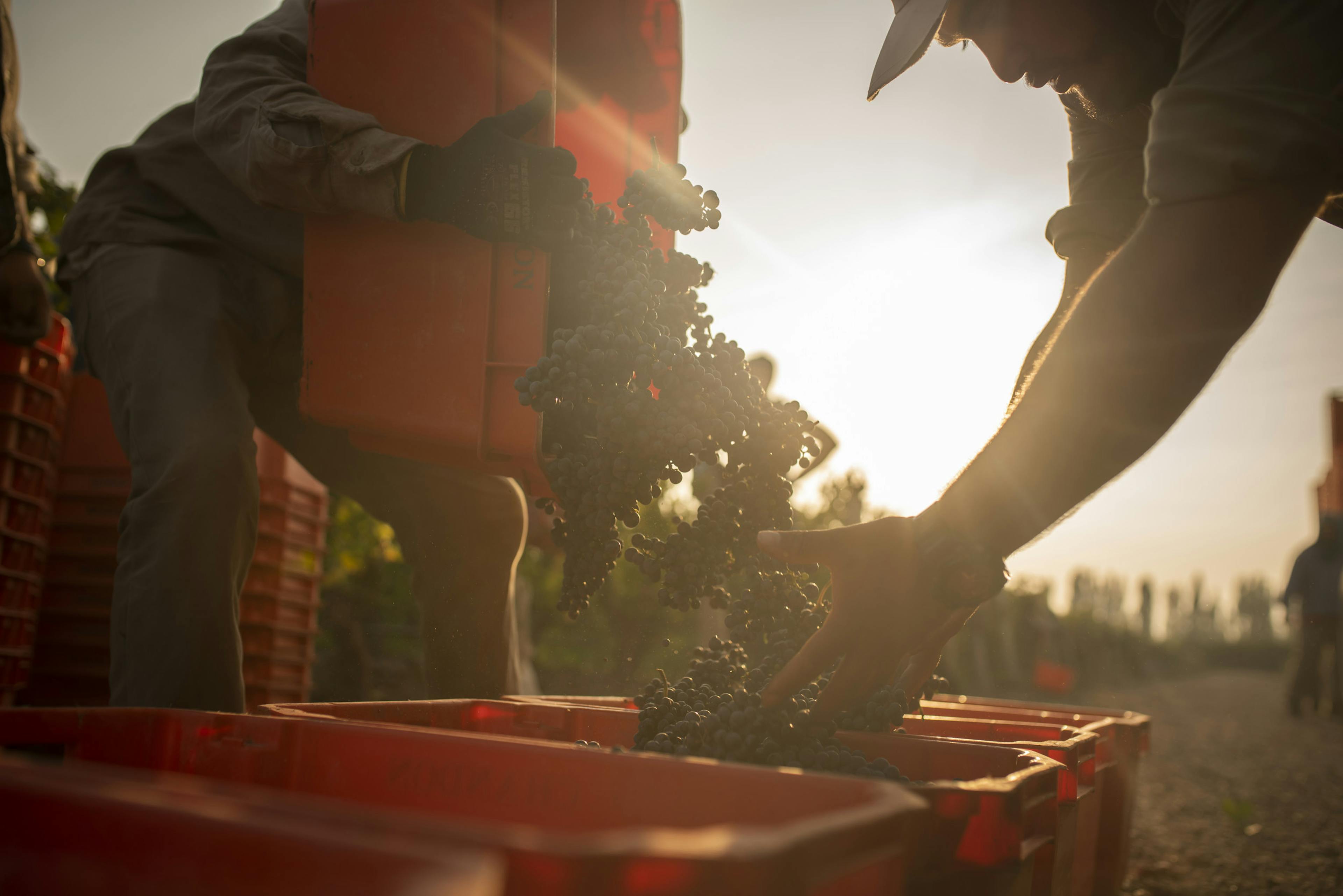 Harvest 2020 parcel of Cabernet sauvignon