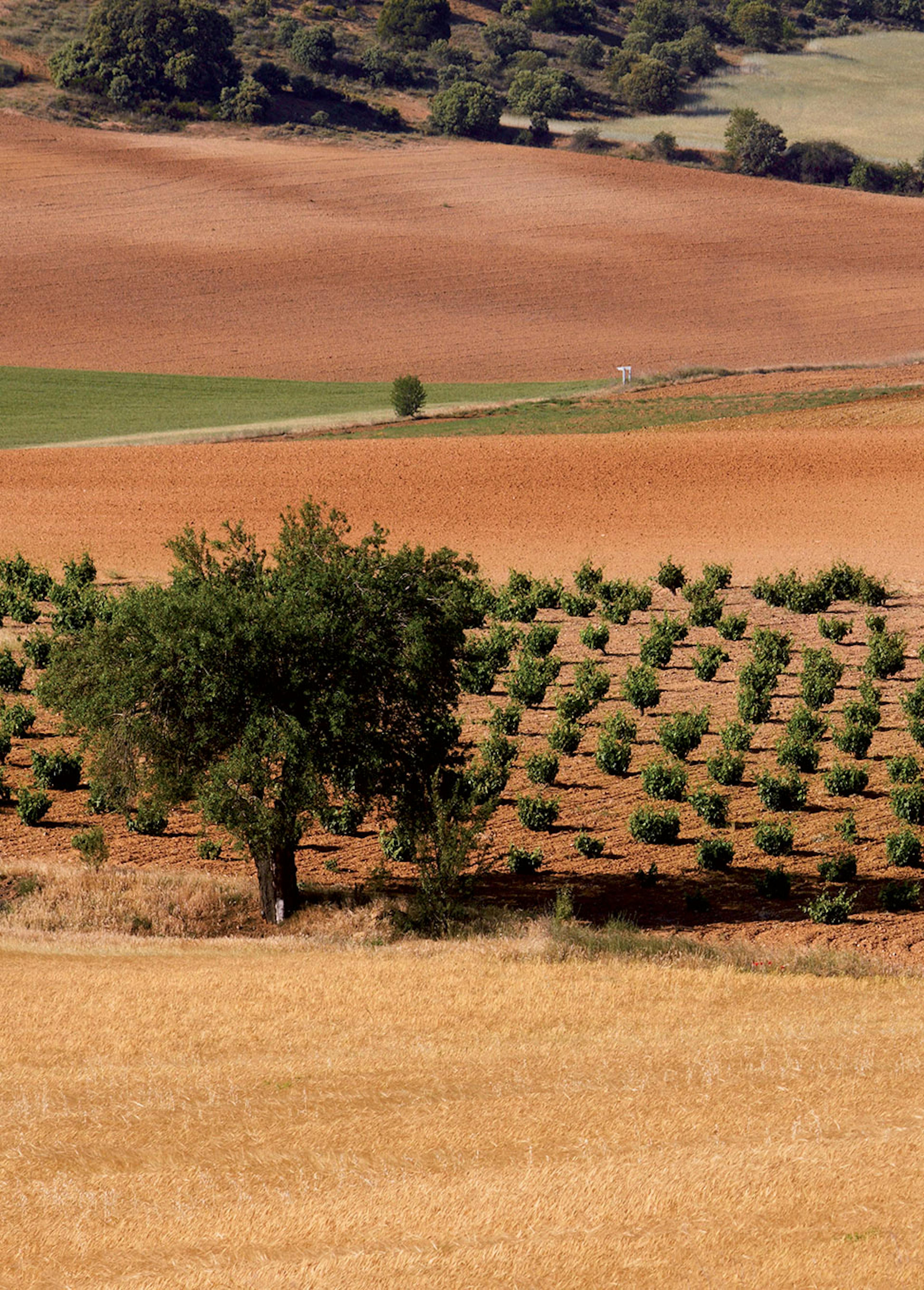 Vineyard - Numanthia © Gilles de Beauchêne